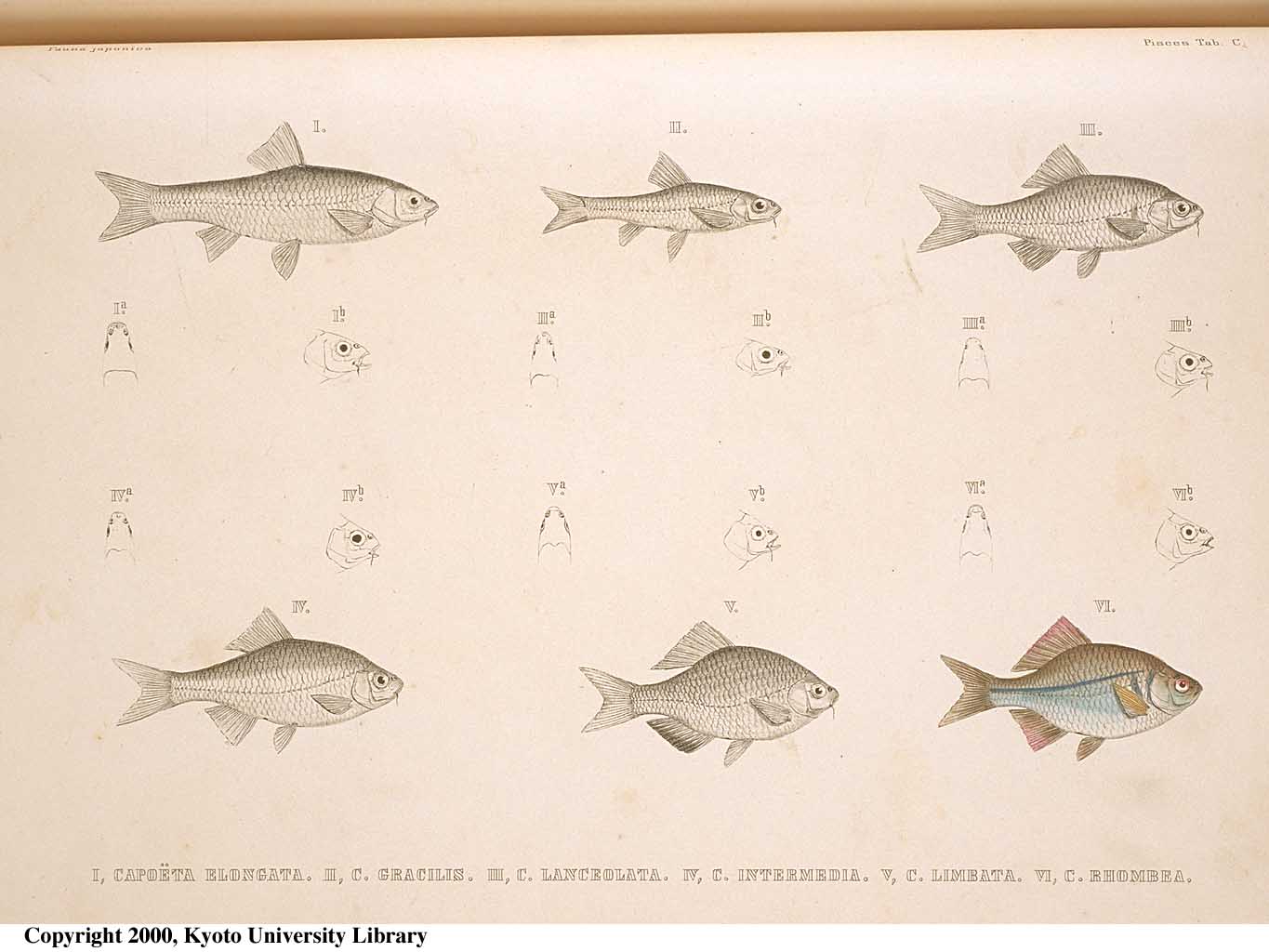 Labeobarbus intermedius (Rüppell, 1835)